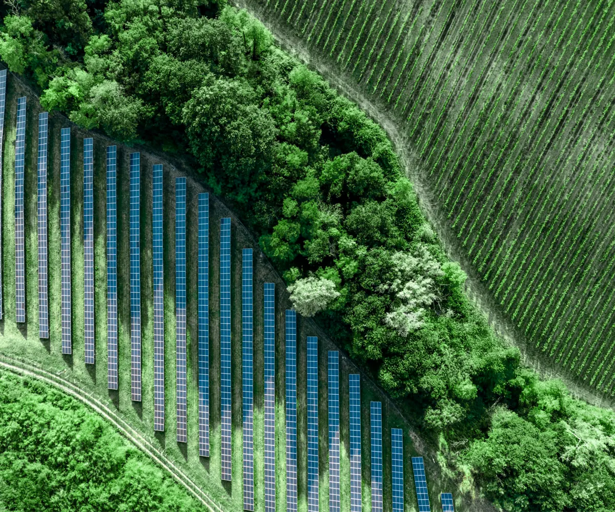 Rows of solar panels running down a hillside between belts of trees, seen from above.